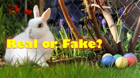 is the easter bunny real or fake truth